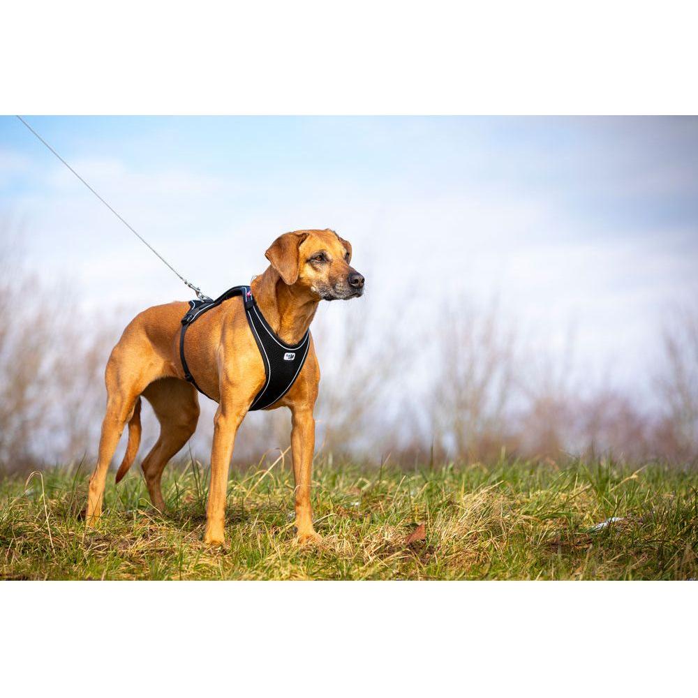 Curli Belka Hundsele Comfort Svart