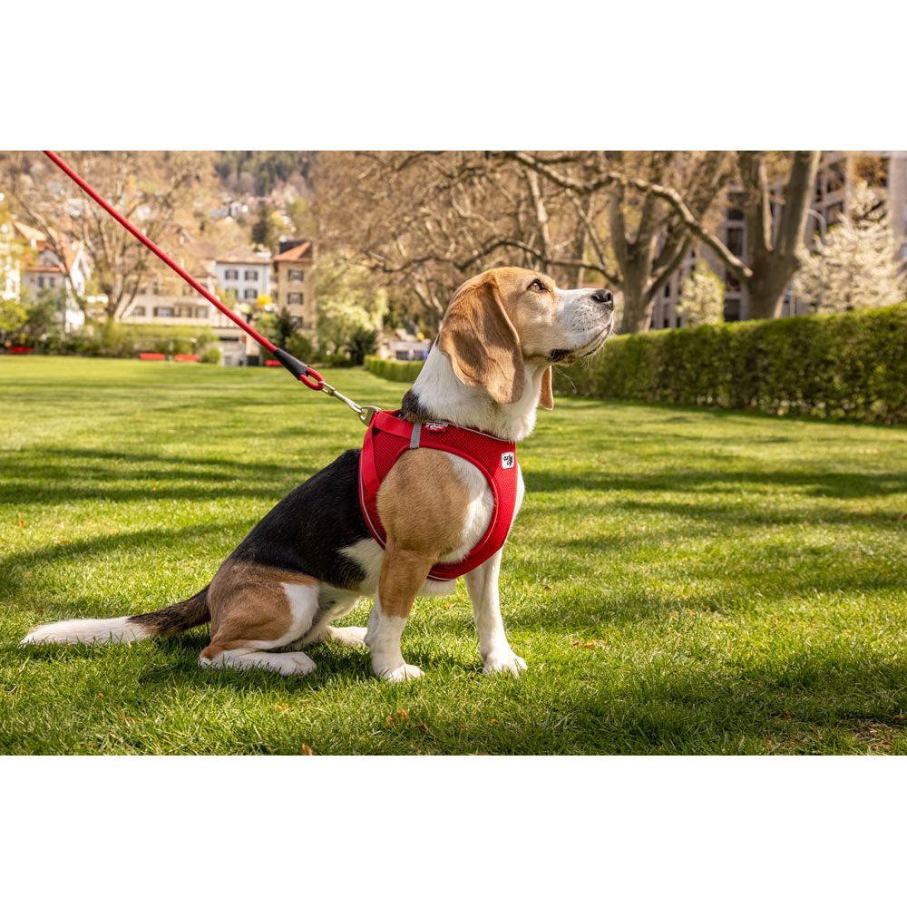 Magnetic Hundsele Väst Harness Air-Mesh Curli V2 Svart