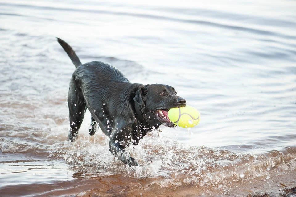 Kong AirDog Football Hundleksak