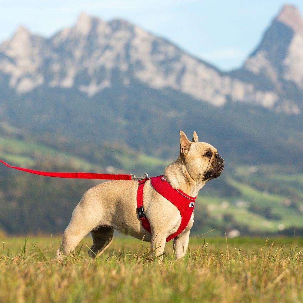 Curli Basic Hundsele Air-Mesh Röd