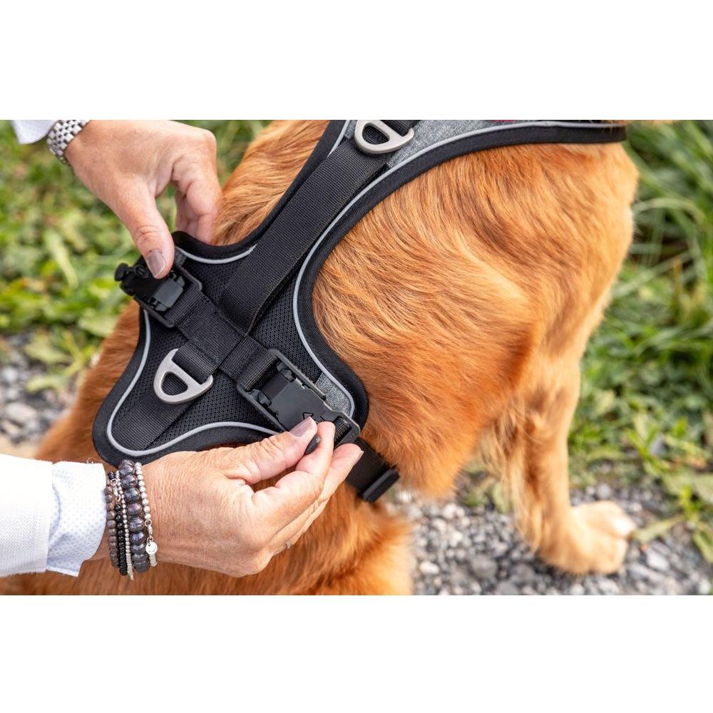 Curli Magnetic Hundsele Belka Comfort  Svart