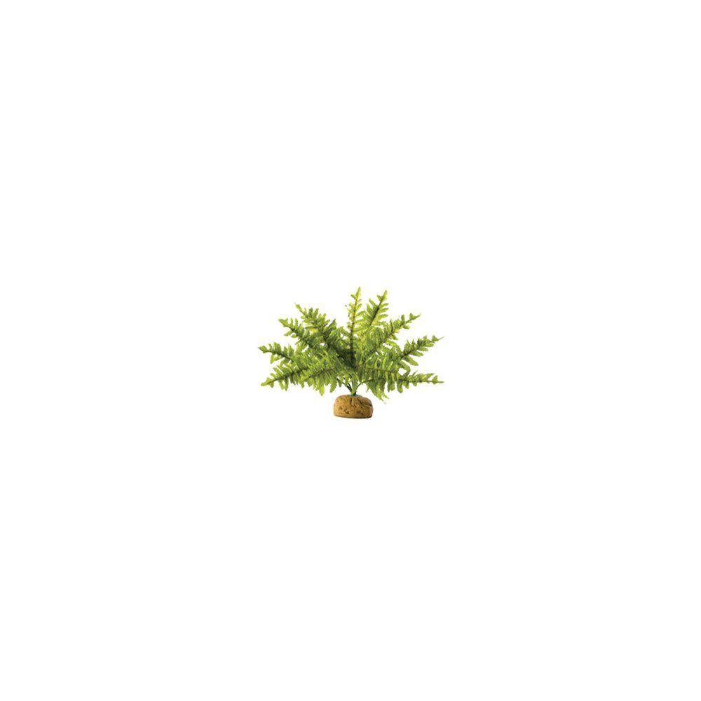 Ormbunke Liten Regnskogsväxt Exoterra